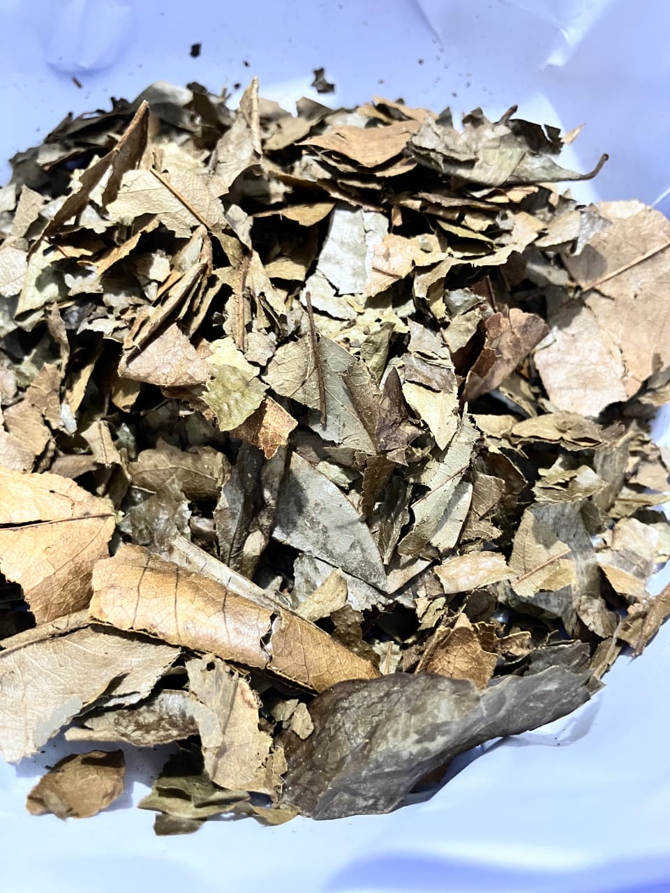 Guava Leaves